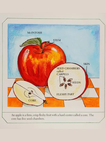 Apples first edition cover, Holiday House 2000