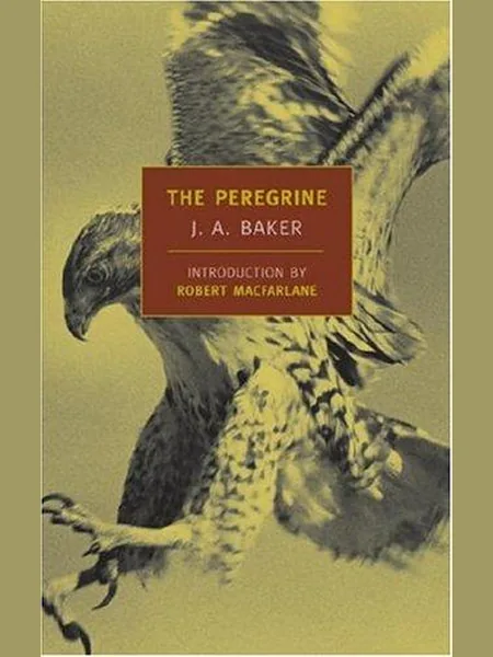 The Peregrine cover